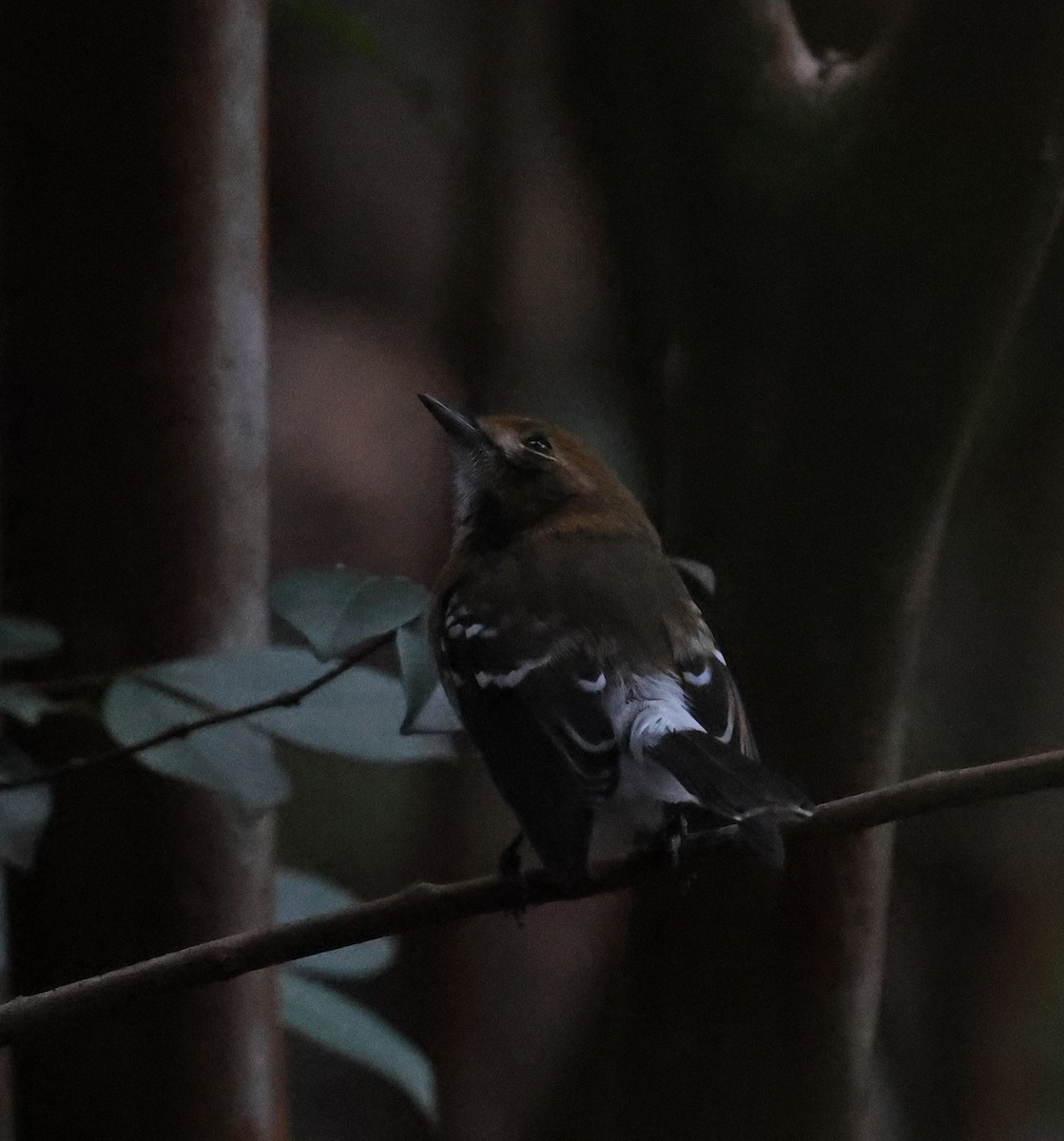 Oahu Elepaio - ML644328306