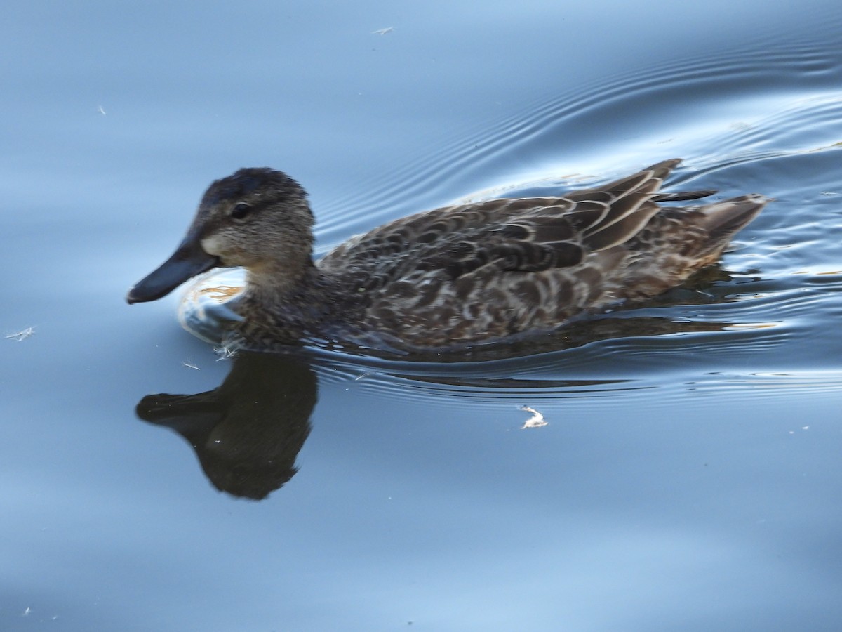 Marzaiola americana - ML644328307