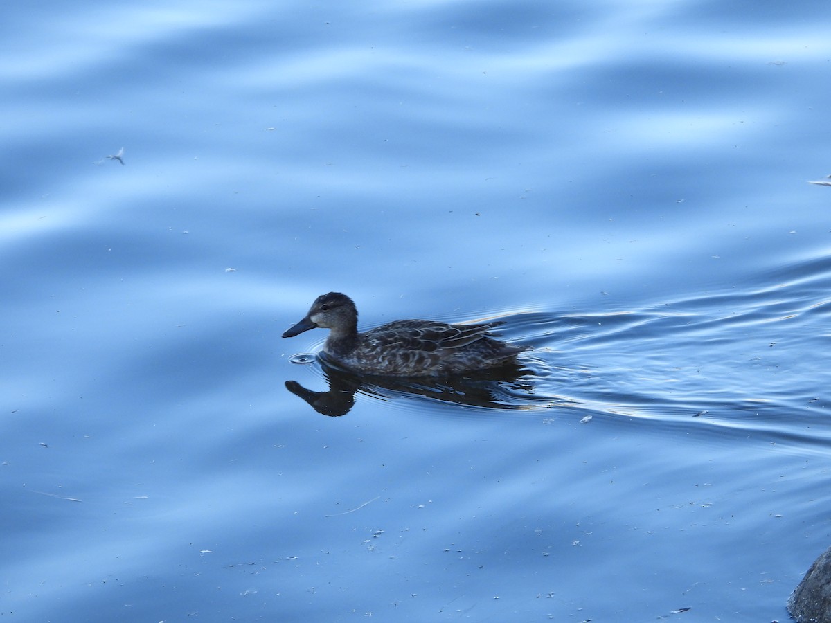 Marzaiola americana - ML644328309