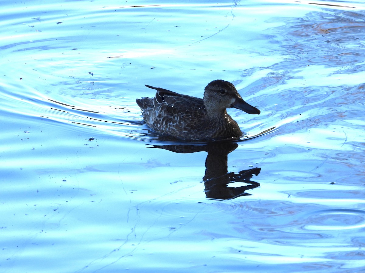 Marzaiola americana - ML644328313