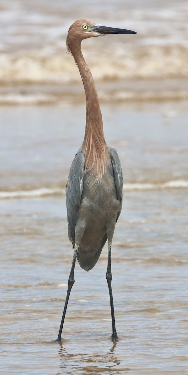 Reddish Egret - ML644328319