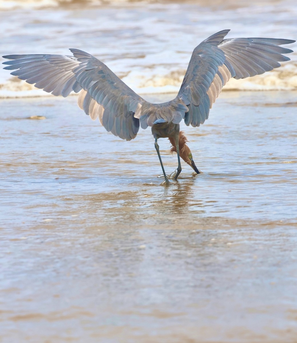 Reddish Egret - ML644328320