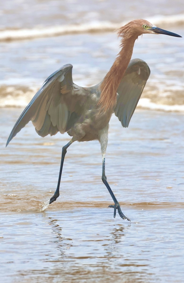 Reddish Egret - ML644328323