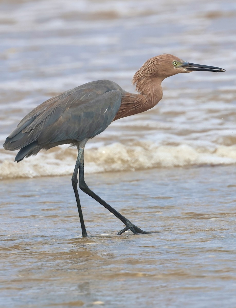 Reddish Egret - ML644328325
