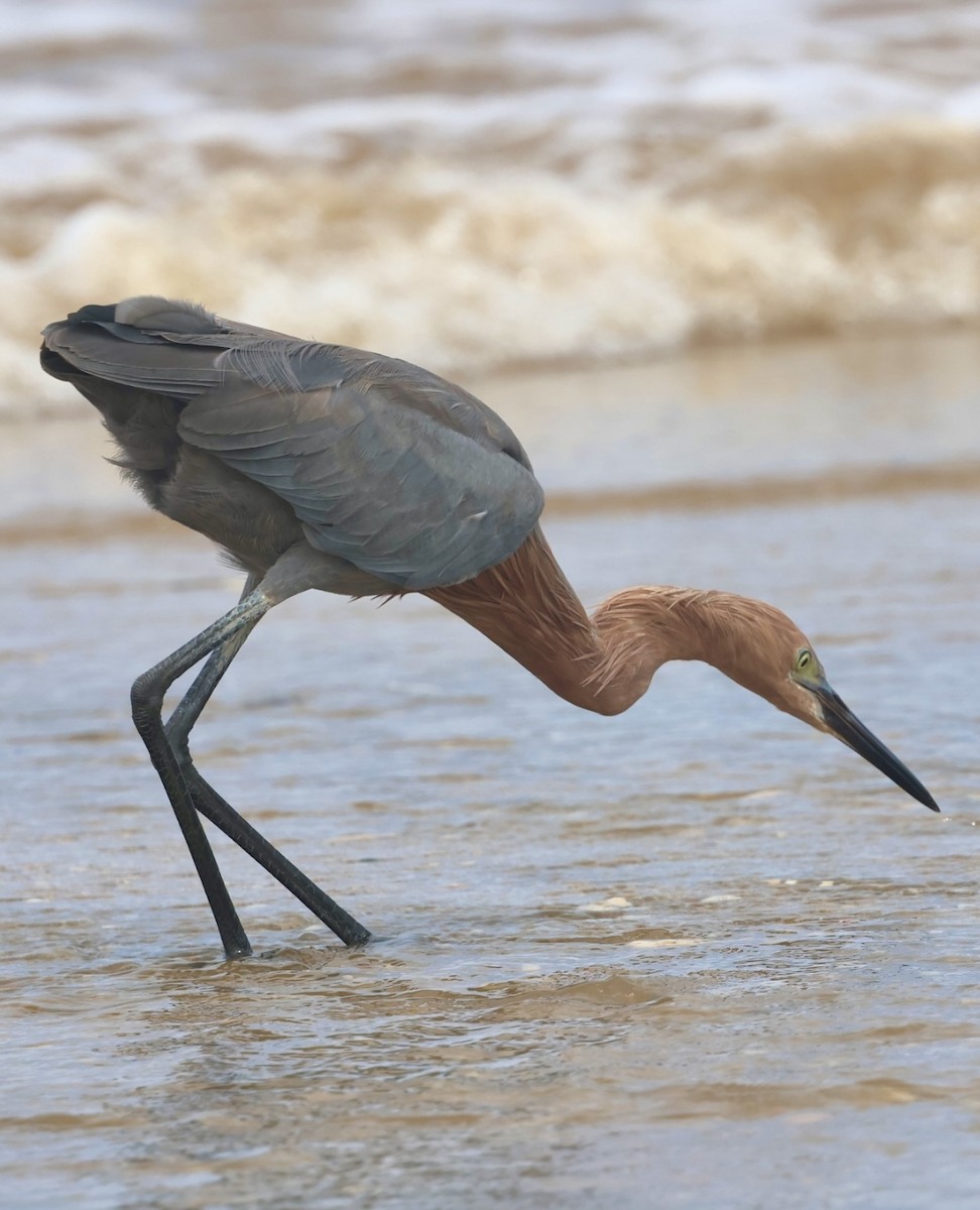 Reddish Egret - ML644328326
