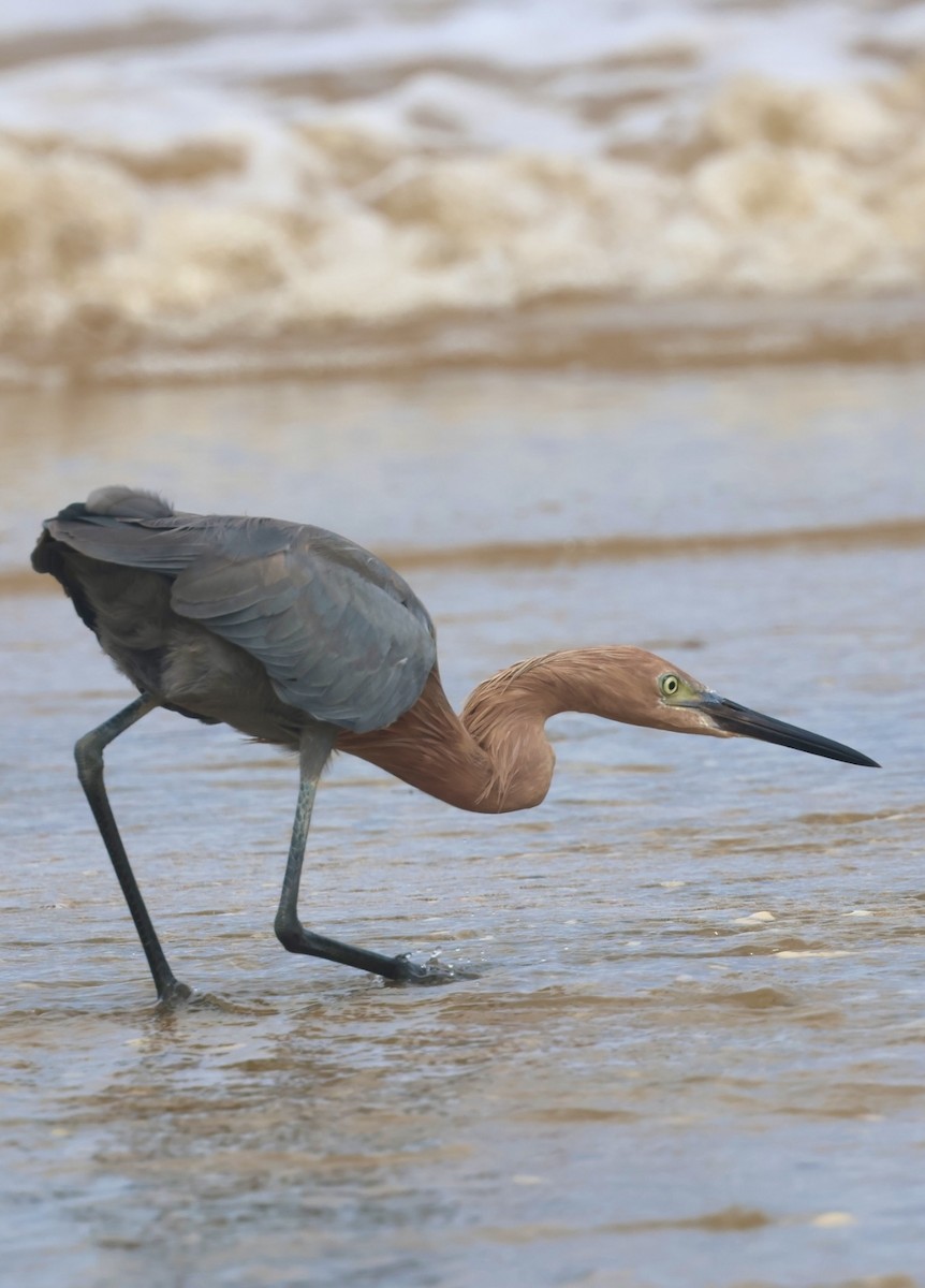 Reddish Egret - ML644328327