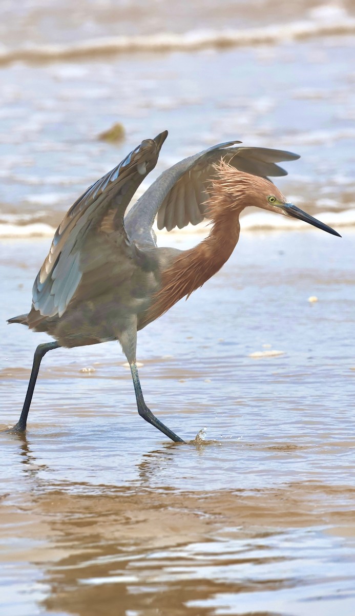 Reddish Egret - ML644328328