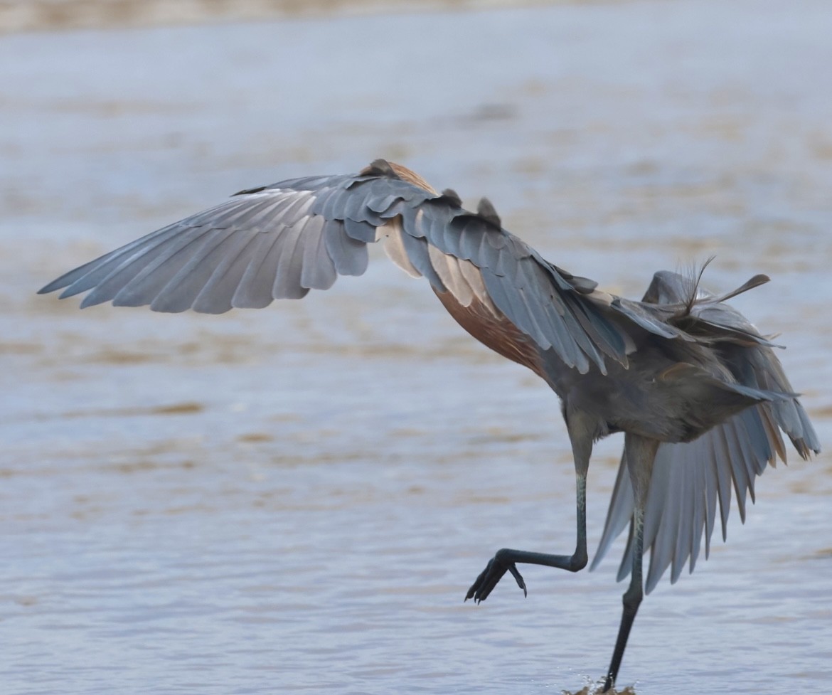 Reddish Egret - ML644328329