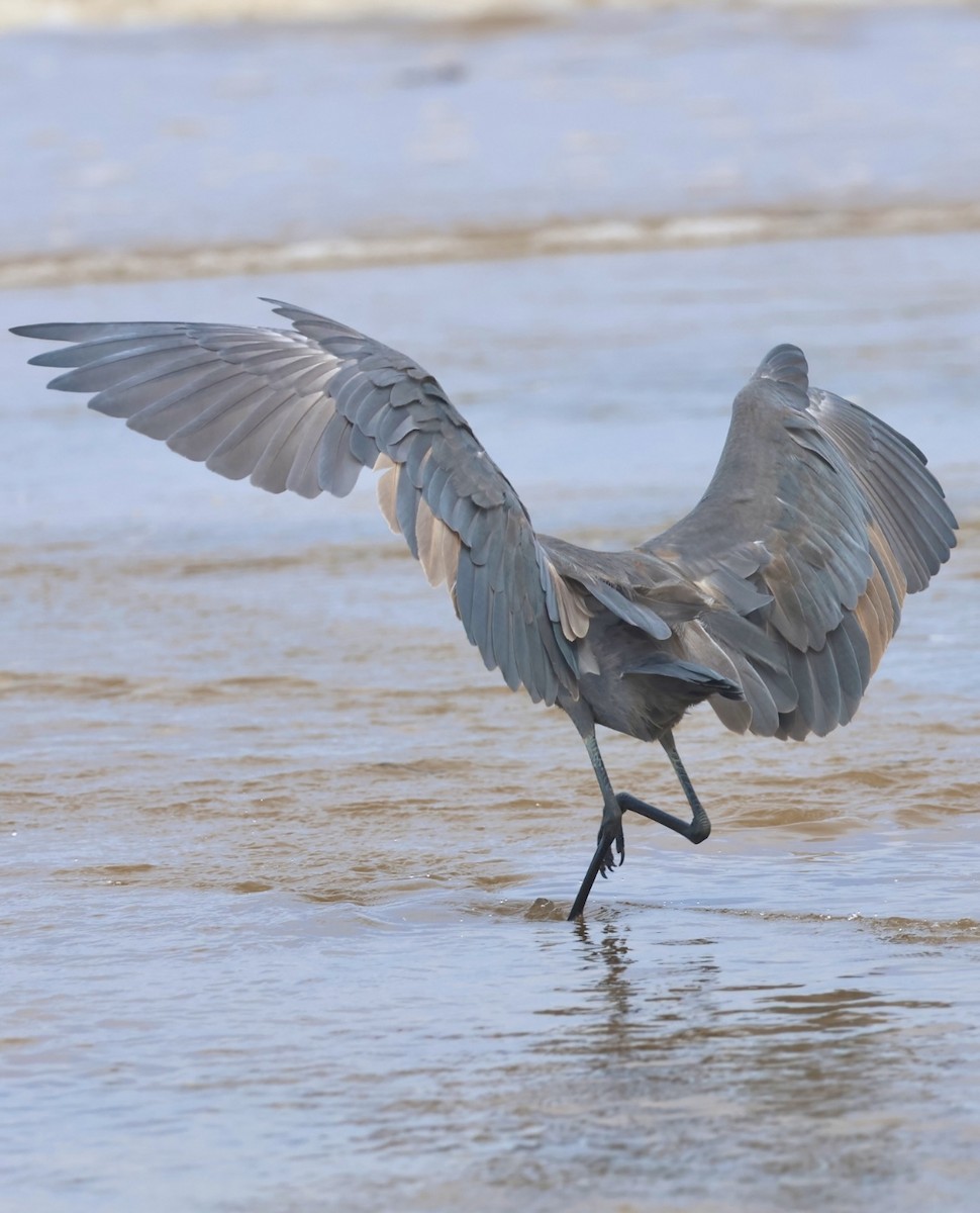 Reddish Egret - ML644328330