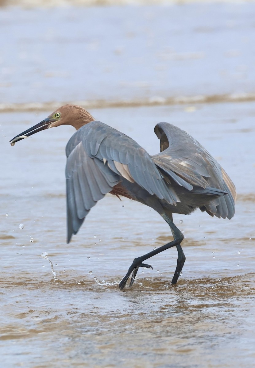 Reddish Egret - ML644328331