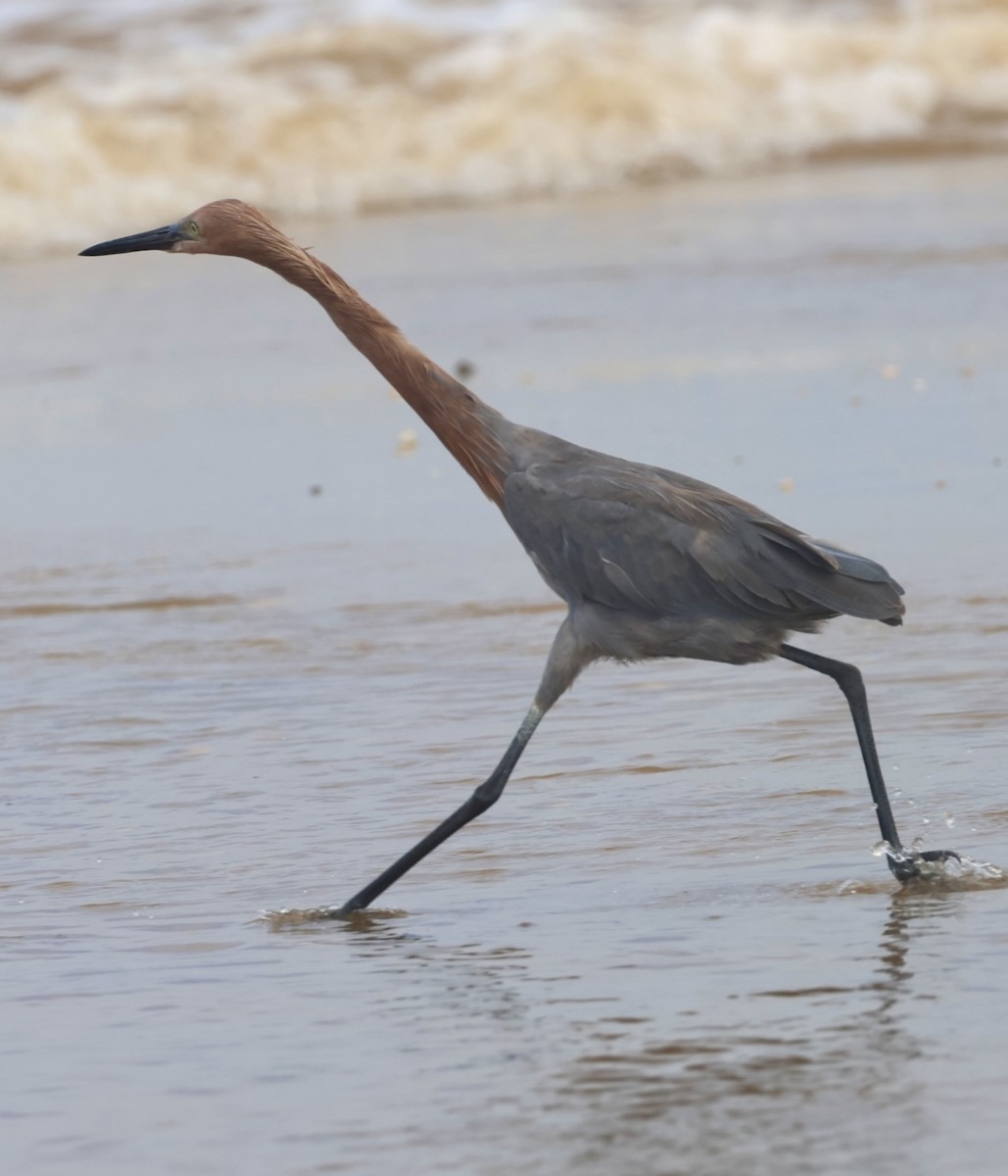 Reddish Egret - ML644328332