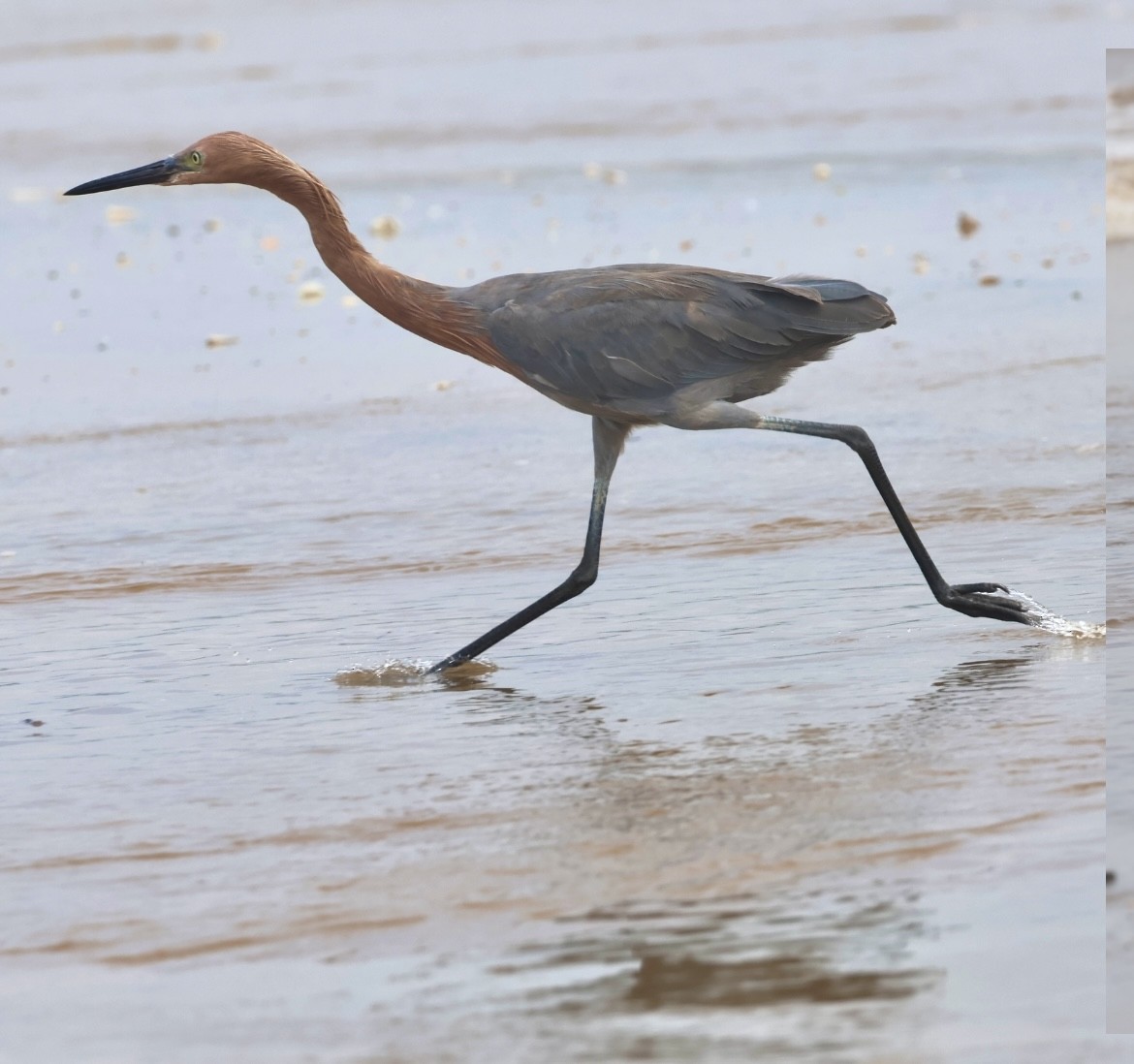 Reddish Egret - ML644328333