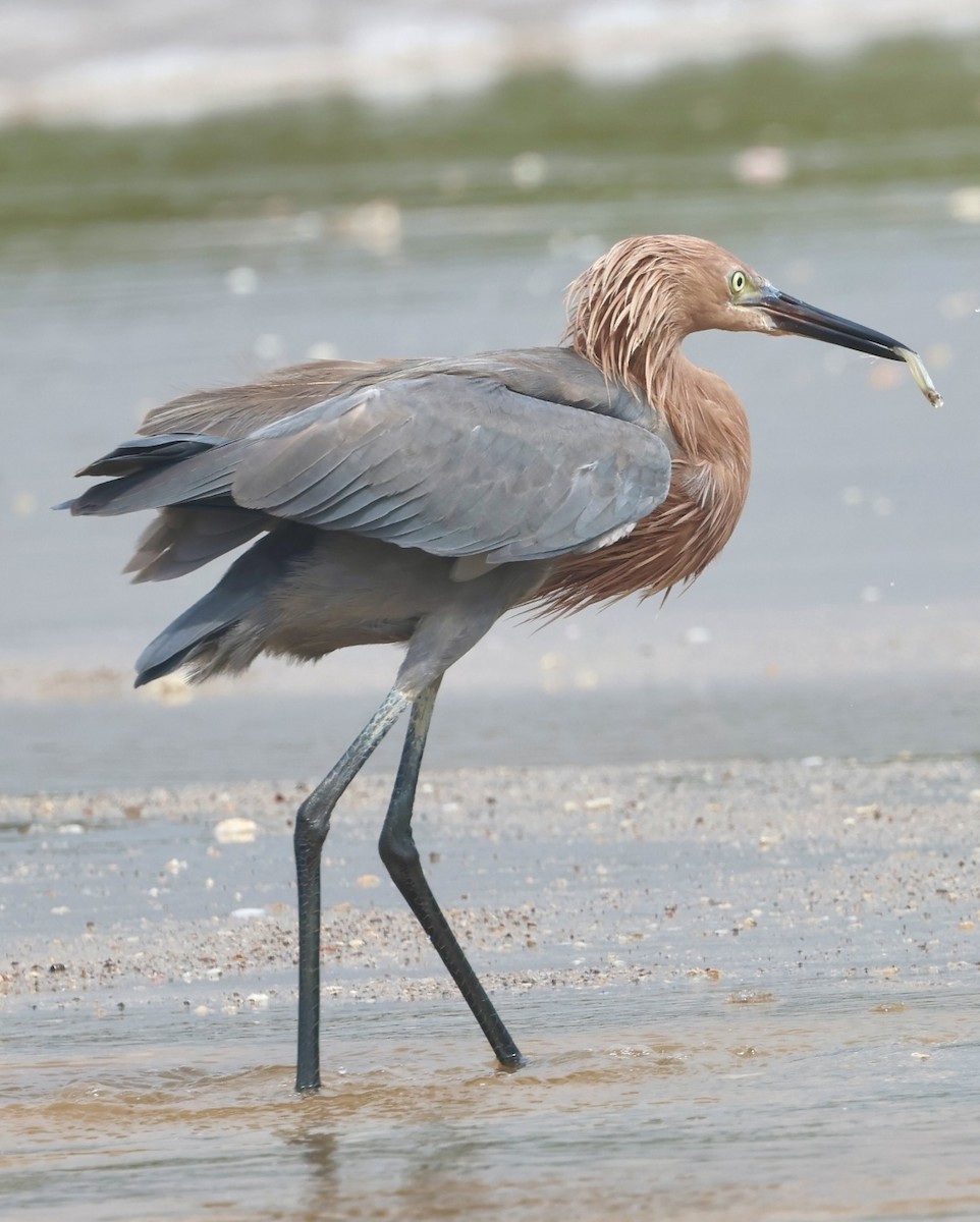 Reddish Egret - ML644328334