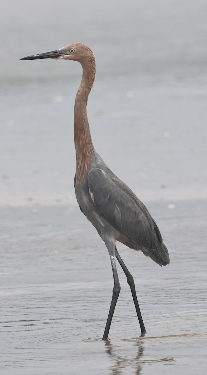 Reddish Egret - ML644328335