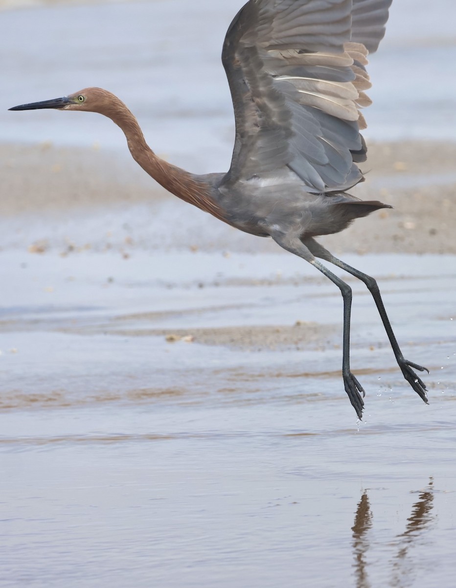 Reddish Egret - ML644328336