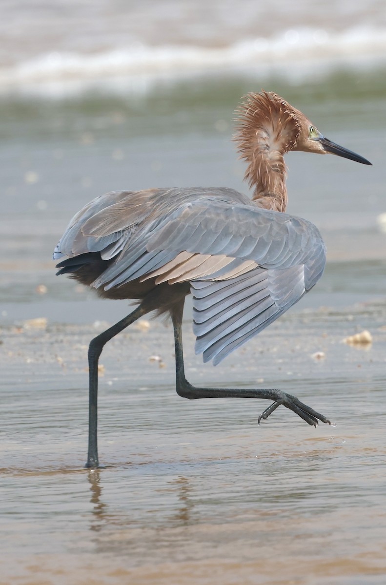 Reddish Egret - ML644328337