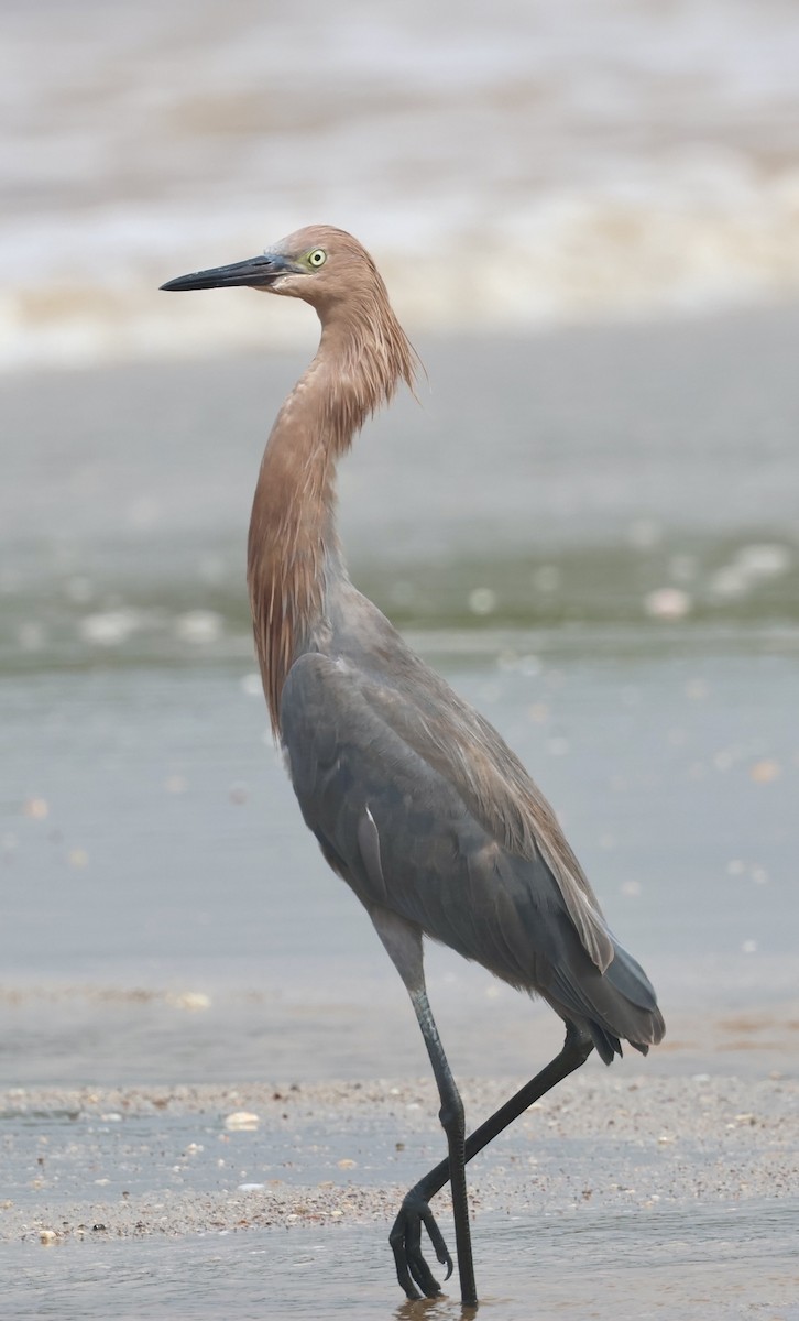Reddish Egret - ML644328338