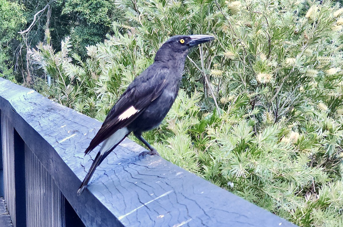 Verdugo Pío - ML644328339