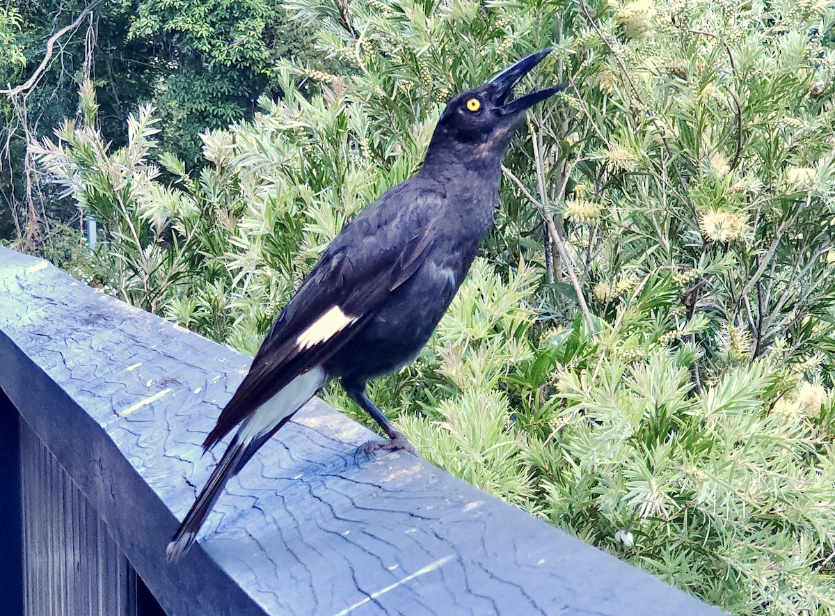 Verdugo Pío - ML644328341