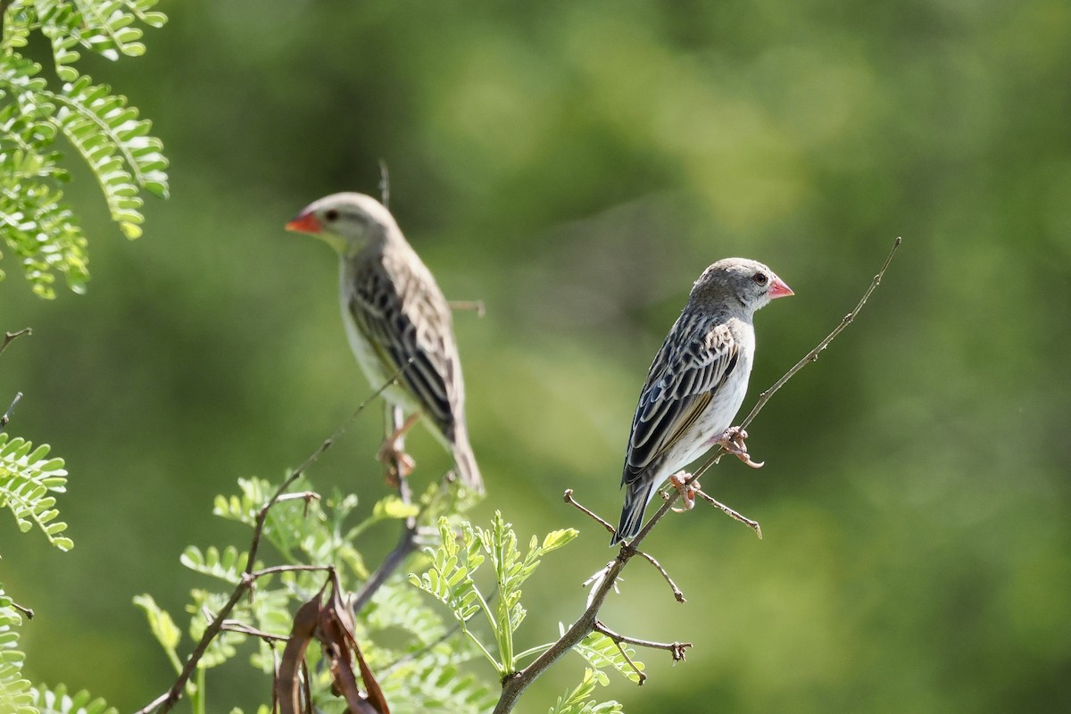 Quelea Común - ML644328345