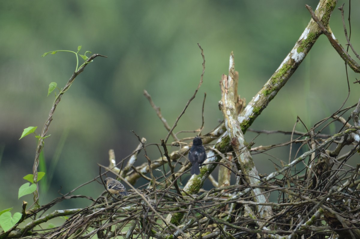 hvitkragefrøeter - ML644328353