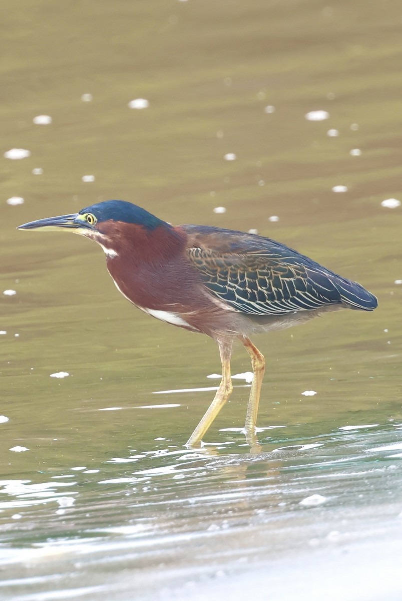 Green Heron - ML644328361