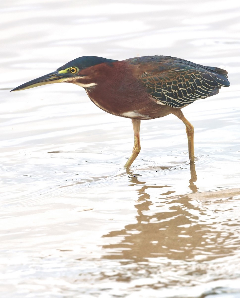Green Heron - ML644328362