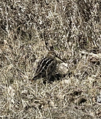 Wilson's Snipe - ML644328363