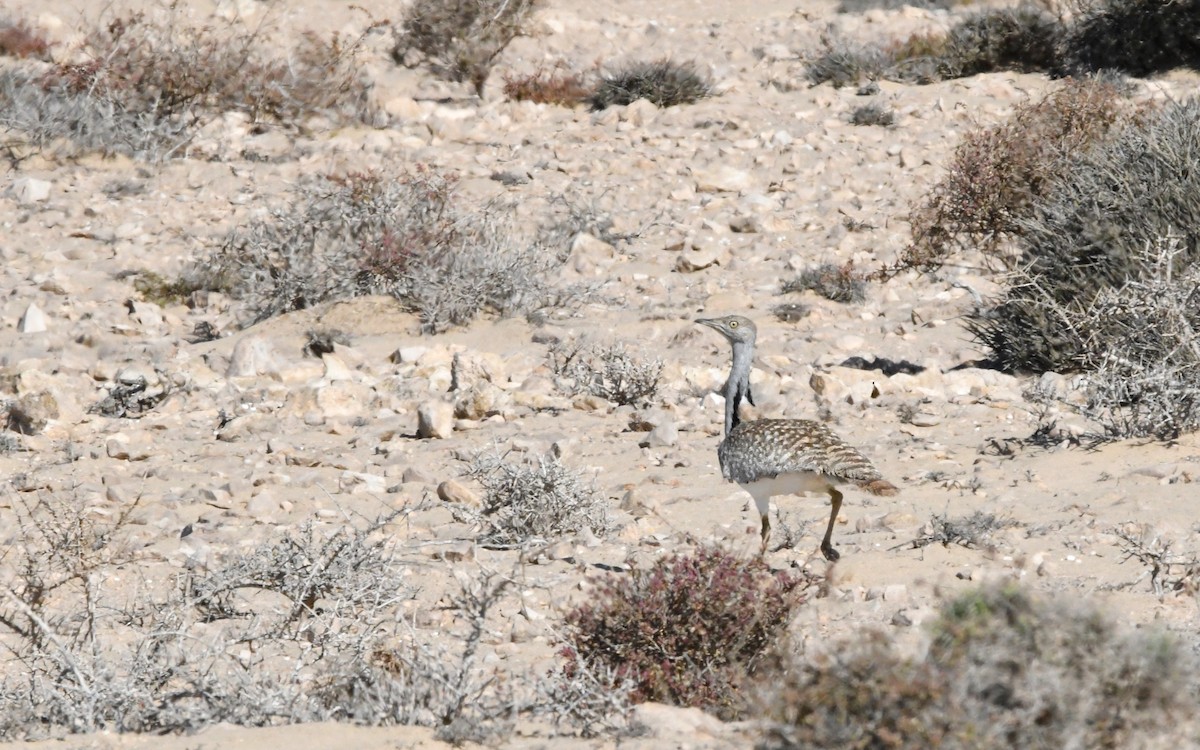 Saharakragentrappe - ML644328364