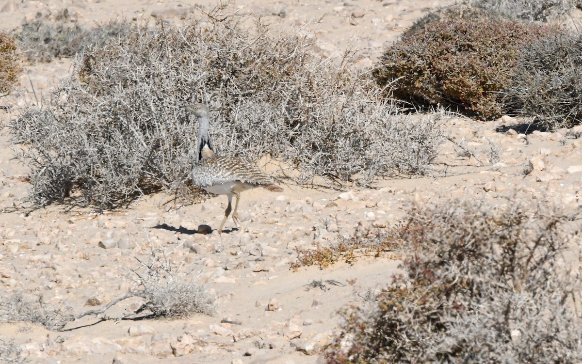 Saharakragentrappe - ML644328365