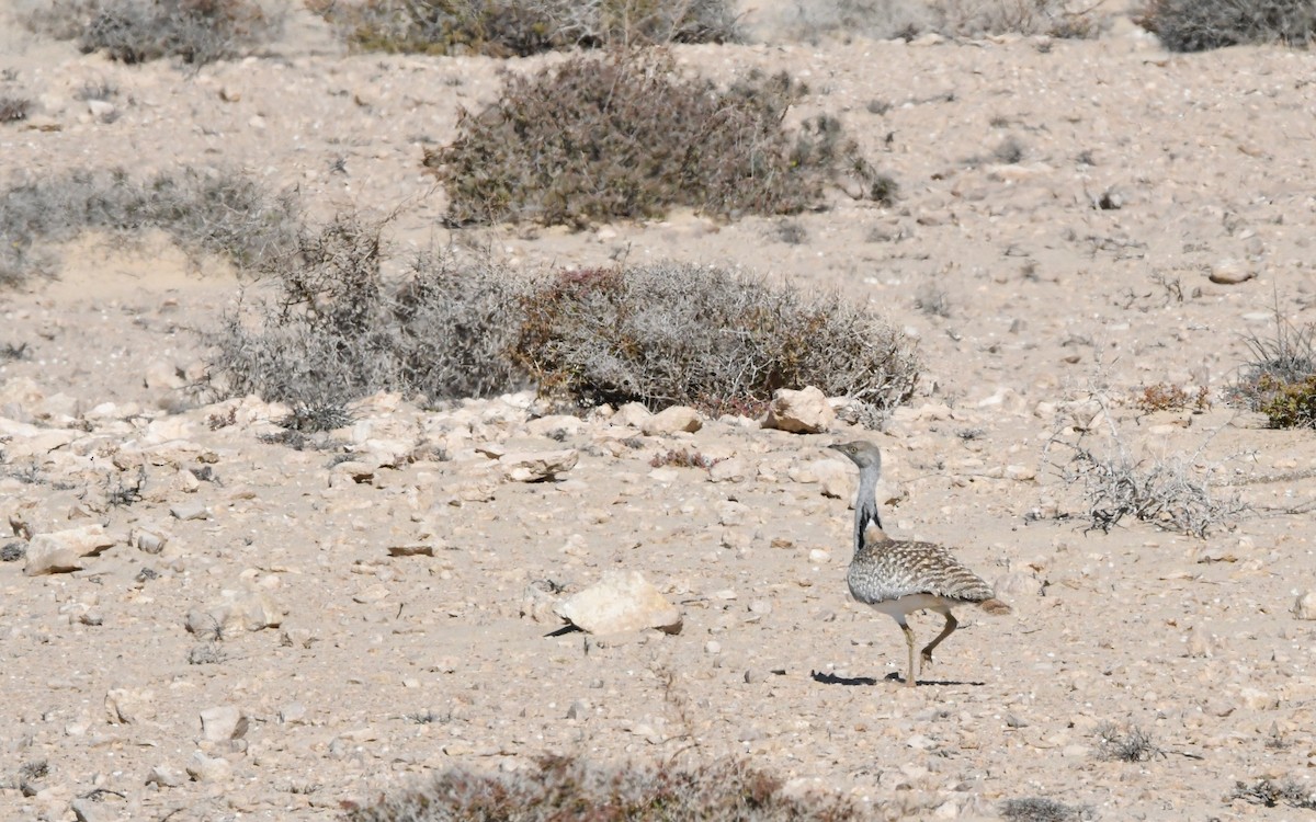 Saharakragentrappe - ML644328366