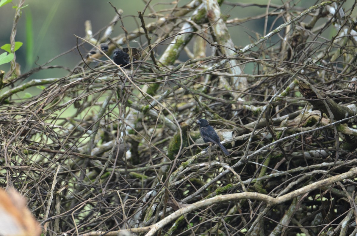 Variable Seedeater - ML644328370