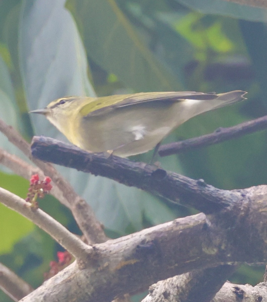 Tennessee Warbler - ML644328371