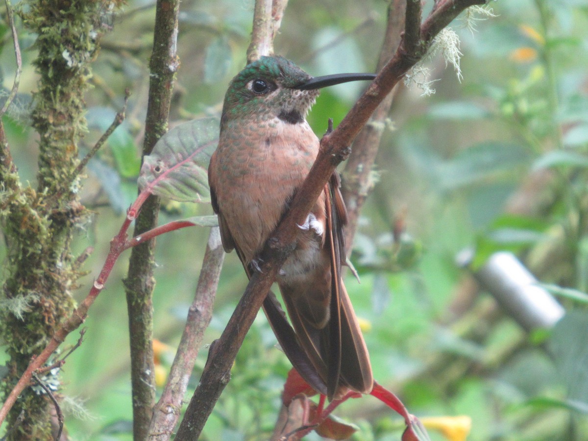 Fawn-breasted Brilliant - ML644328372
