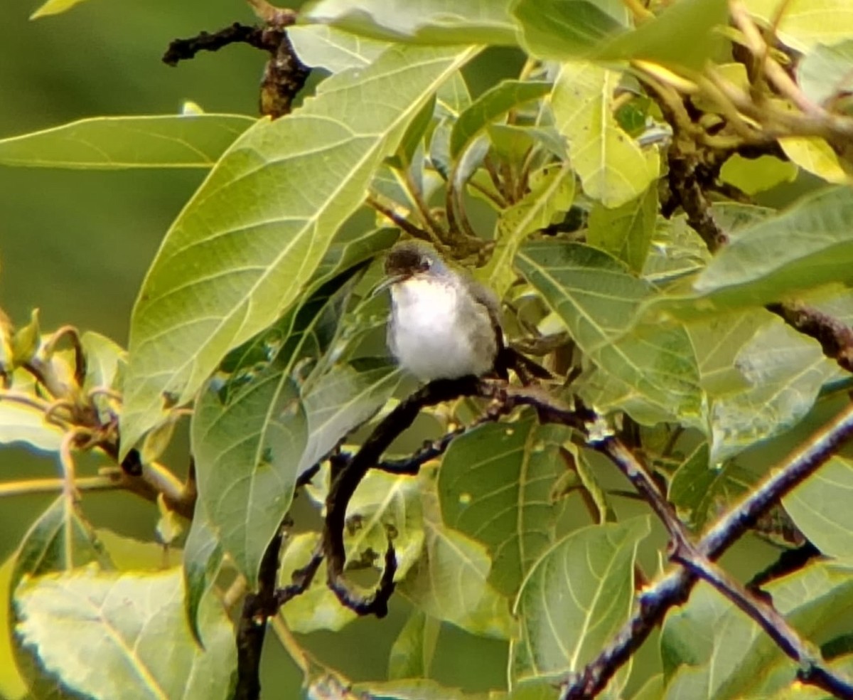 Andean Emerald - ML644328374