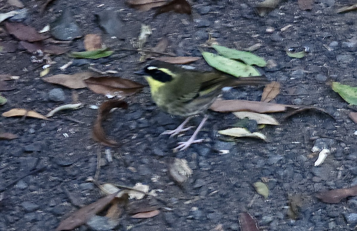 Yellow-throated Scrubwren - ML644328388