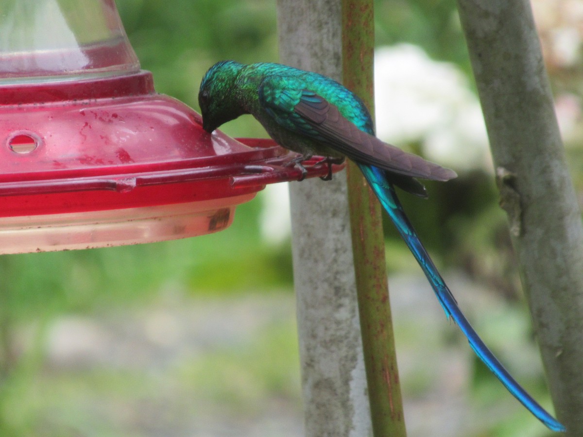 Long-tailed Sylph - ML644328402