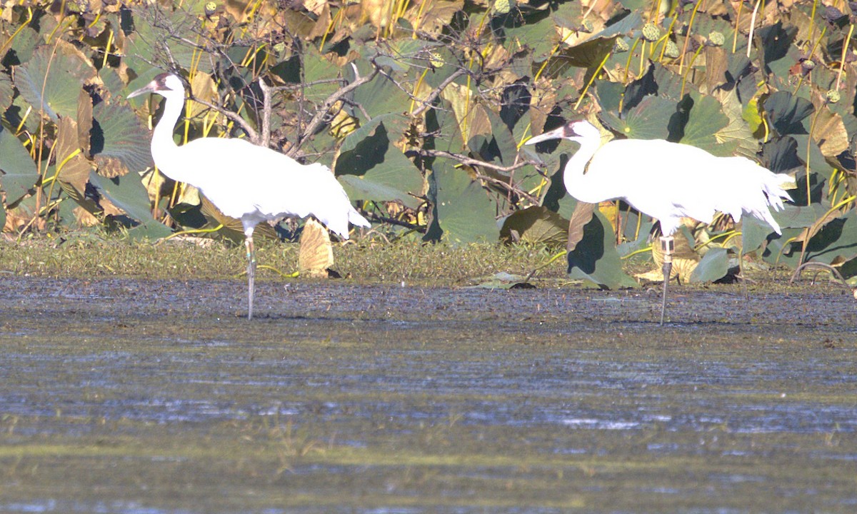 trompettrane - ML644328408