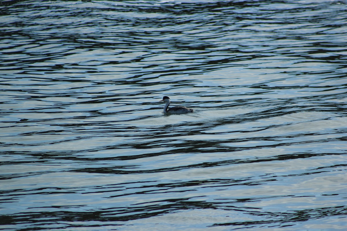 Grèbe à face blanche - ML644328409