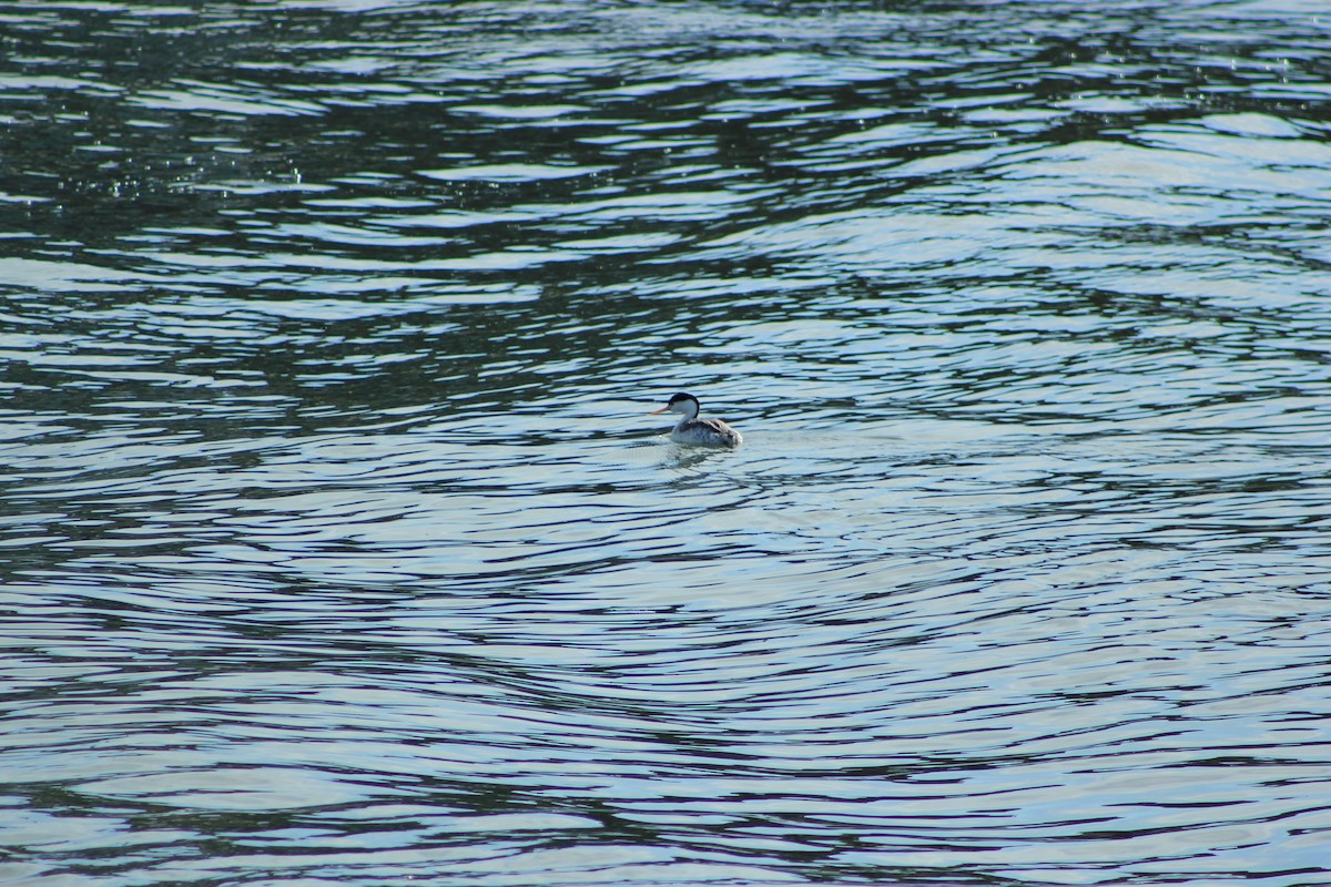 Grèbe à face blanche - ML644328413