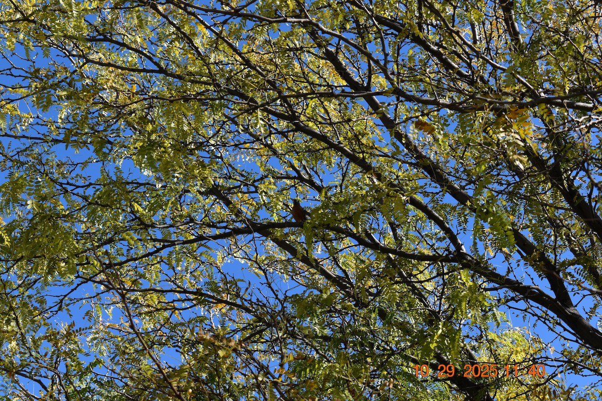 American Robin - Kate Haymond