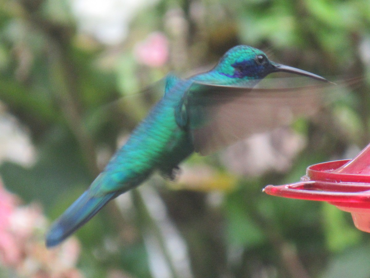 fiolørekolibri - ML644328450