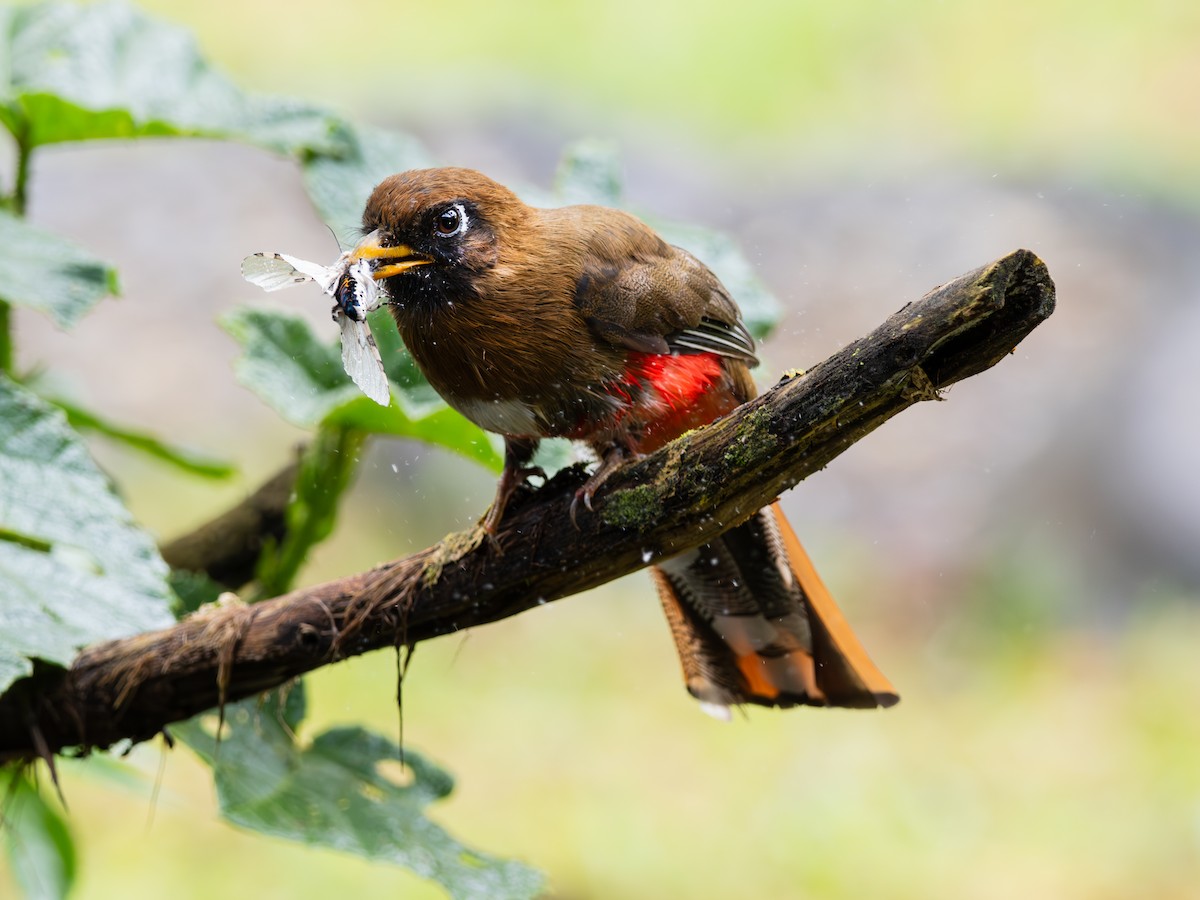 Masked Trogon - ML644328453