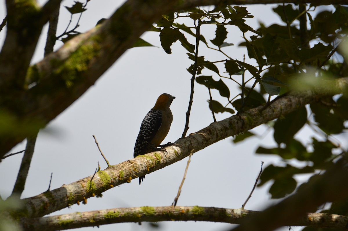 Гіла нікарагуанська - ML644328462