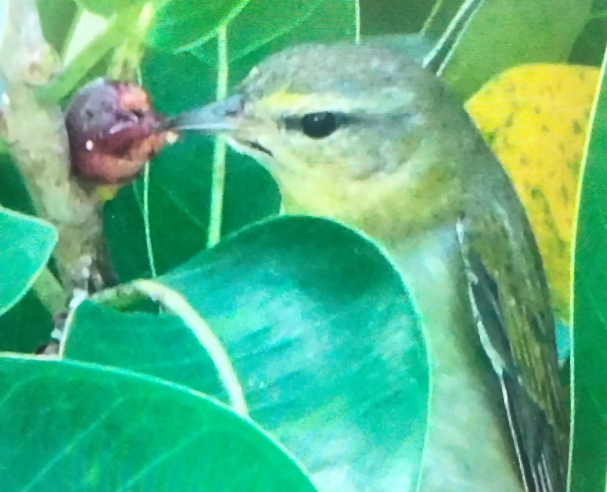 Tennessee Warbler - ML644328485