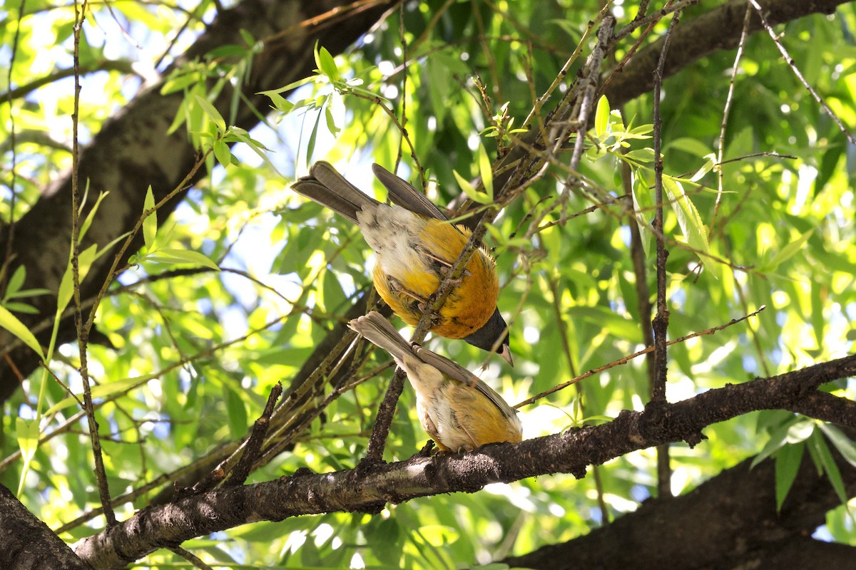 Peruvian Sierra Finch - ML644328495