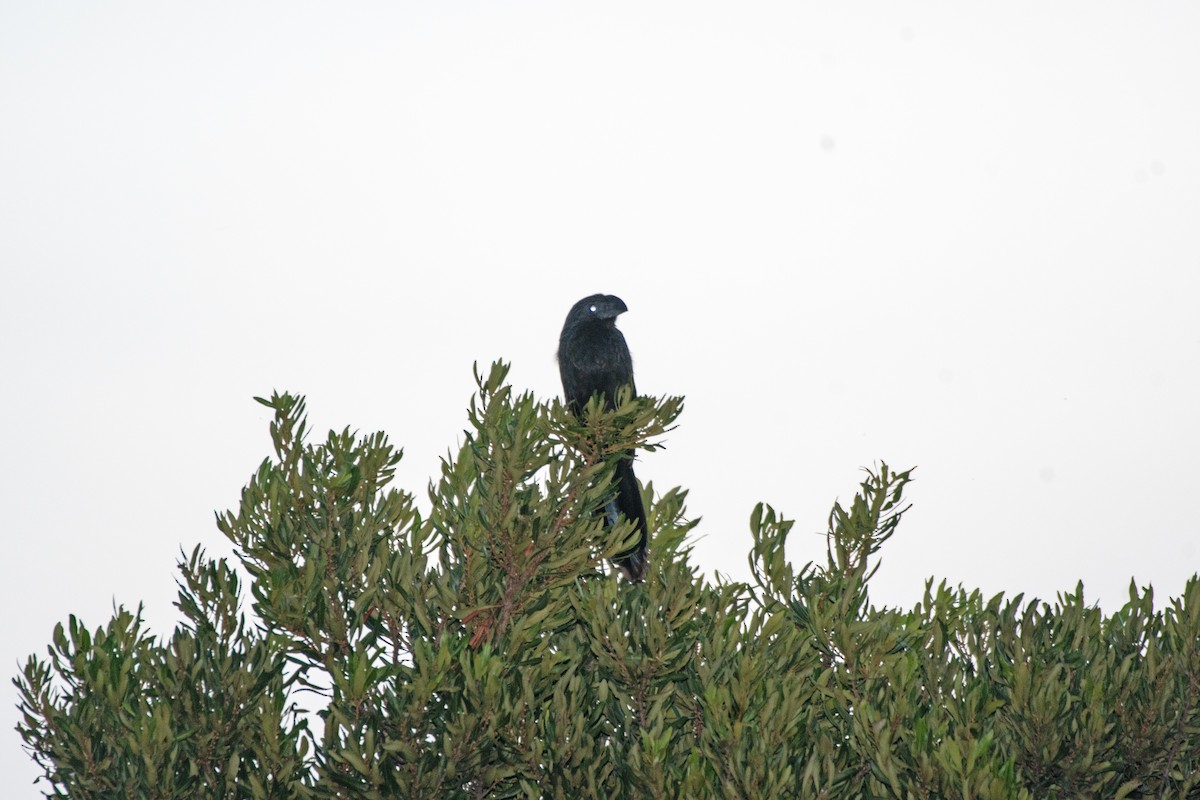 Ані малий - ML644328515