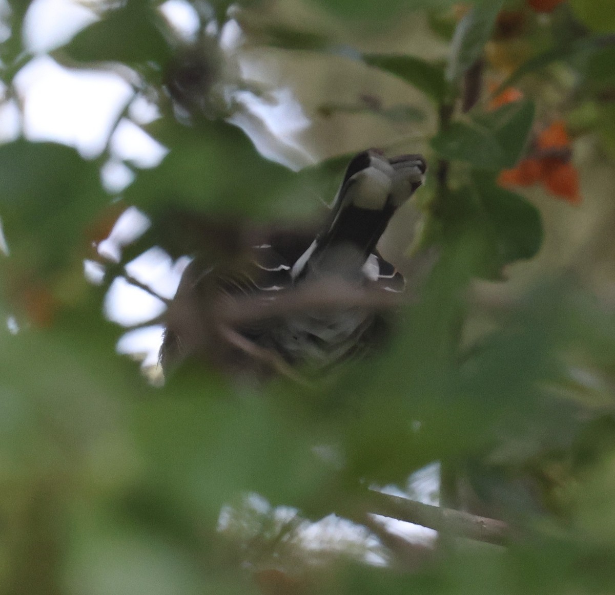 Hawaii Elepaio - ML644328518