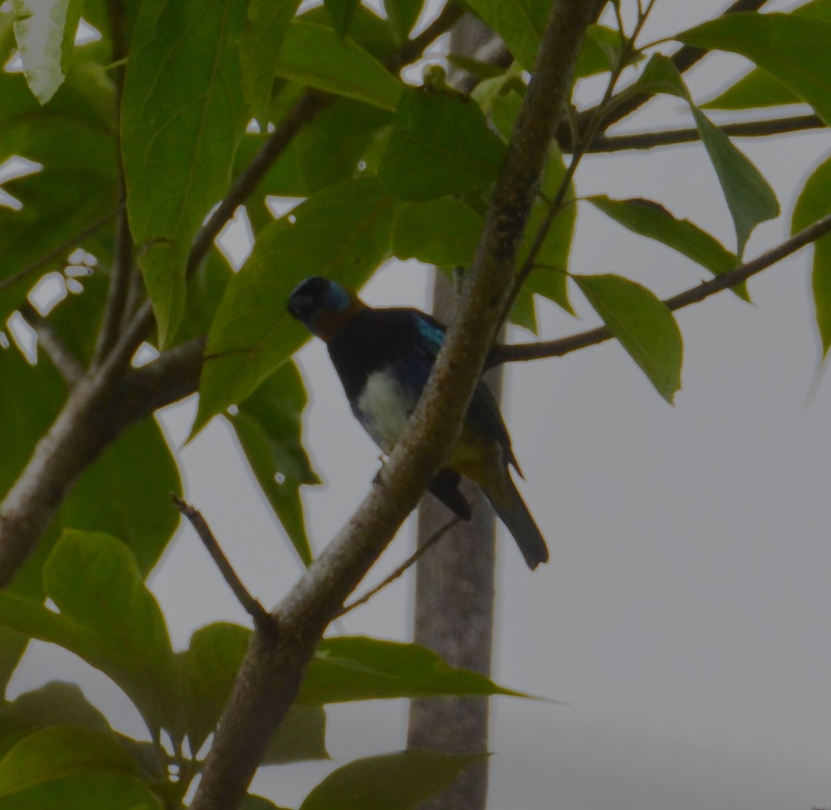 Golden-hooded Tanager - ML644328547