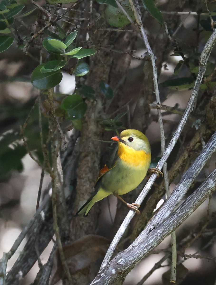 Red-billed Leiothrix - ML644328548